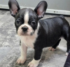 Photo №1. boston terrier - for sale in the city of Helsinki | negotiated | Announcement № 127533