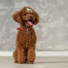 Photo №4. I will sell poodle (dwarf) in the city of Бачка-Паланка. breeder - price - negotiated