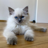 Photo №3. Rag doll kittens. Germany