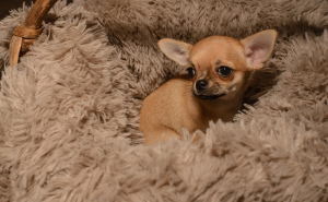 Additional photos: Chihuahua puppy
