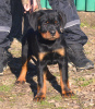 Photo №3. Rottweiler, top puppies. Serbia