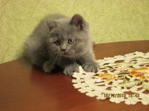 Photo №2 to announcement № 4433 for the sale of british shorthair - buy in Russian Federation from nursery, breeder