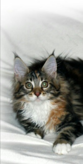 Photo №4. I will sell maine coon in the city of Krasnodar. from nursery, breeder - price - negotiated