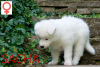 Photo №1. yakutian laika - for sale in the city of Krakow | 1248$ | Announcement № 22718