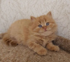 Photo №1. british shorthair - for sale in the city of New York | 250$ | Announcement № 89608