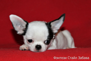 Additional photos: Fantasy Style Fun Bitch Chihuahua color white-black