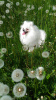 Additional photos: Pomeranian puppy vaiber 37368216573