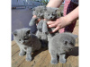 Photo №1. british shorthair - for sale in the city of Ливерпуль | negotiated | Announcement № 25505