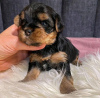 Additional photos: Amazing Yorkie puppies Business WhatsApp 37256062792