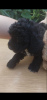 Additional photos: Toy and Standard Poodle
