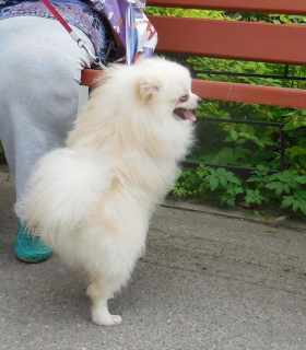 Photo №3. Bred Miniature Spitz. Russian Federation