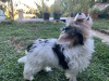 Photo №3. Anton - Biewer Yorkshire Terrier with pedigree. Greece