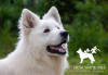 Additional photos: White swiss shepherd