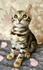 Photo №3. Adorable socialized Bengal kittens available now for sale. Austria