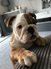 Additional photos: Healthy English bulldog puppies available for sale
