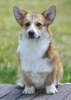 Additional photos: Pembroke welsh corgi puppy