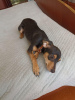 Photo №1. miniature pinscher - for sale in the city of Tashkent | 100$ | Announcement № 32616