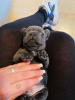 Photo №2 to announcement № 65579 for the sale of french bulldog - buy in Iceland breeder