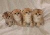 Photo №1. scottish fold - for sale in the city of Marseilles | 264$ | Announcement № 120887