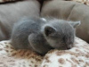 Photo №3. Cute British-shorthair kitten for free adoption. Germany