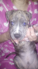 Photo №4. I will sell american pit bull terrier in the city of Borisov. breeder - price - 76$