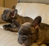 Photo №4. I will sell french bulldog in the city of Kiev. private announcement - price - 450$