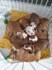 Additional photos: Champion bloodline English Bulldog puppies available now