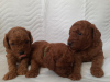 Photo №1. poodle (dwarf) - for sale in the city of Tallinn | 2113$ | Announcement № 47152