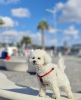 Photo №1. bichon frise - for sale in the city of New York | 600$ | Announcement № 102948