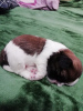 Additional photos: Purebred Shih Tzu puppies.