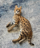 Additional photos: serval kittens