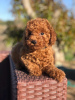 Photo №1. poodle (toy) - for sale in the city of Graz | Is free | Announcement № 126101