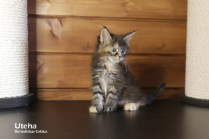 Photo №3. Maine Coon girl tortie marble color. Belarus