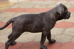 Photo №2 to announcement № 6107 for the sale of cane corso - buy in Russian Federation private announcement