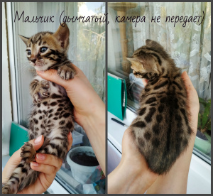 Photo №2 to announcement № 7158 for the sale of bengal cat - buy in Russian Federation private announcement, from nursery