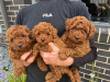 Photo №1. non-pedigree dogs - for sale in the city of Uppsala | Is free | Announcement № 98610