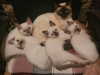 Photo №2 to announcement № 125391 for the sale of siamese cat - buy in Germany private announcement