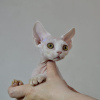 Photo №4. I will sell devon rex in the city of Москва. from nursery - price - 586$