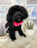 Photo №2 to announcement № 115270 for the sale of poodle (toy) - buy in Poland breeder