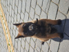 Photo №2 to announcement № 24601 for the sale of malinois, belgian shepherd - buy in Poland breeder