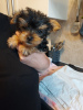 Photo №1. yorkshire terrier - for sale in the city of Aachen | 280$ | Announcement № 119354