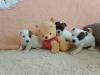 Photo №1. jack russell terrier - for sale in the city of Kruševac | 106$ | Announcement № 125766