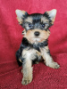 Photo №2 to announcement № 77737 for the sale of yorkshire terrier - buy in Czech Republic private announcement