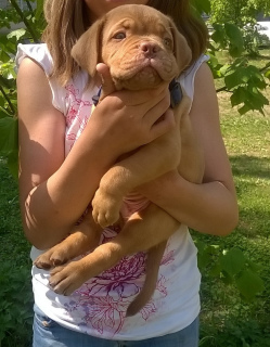 Photo №2 to announcement № 2293 for the sale of dogue de bordeaux - buy in Russian Federation from nursery, breeder