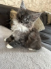 Photo №2 to announcement № 126387 for the sale of manx cat - buy in Germany private announcement