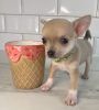 Photo №2 to announcement № 41717 for the sale of chihuahua - buy in Germany private announcement