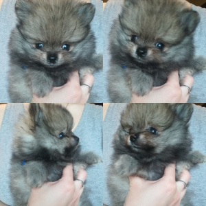 Photo №2 to announcement № 1333 for the sale of pomeranian - buy in Belarus private announcement, breeder