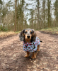 Photo №2 to announcement № 104180 for the sale of dachshund - buy in Germany breeder