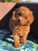 Photo №3. Male and female poodle puppies. Kuwait