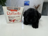 Photo №2 to announcement № 92653 for the sale of affenpinscher - buy in Ukraine from nursery, breeder